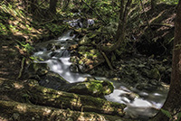 DSC_0624 1000 Small Stream Ashlu